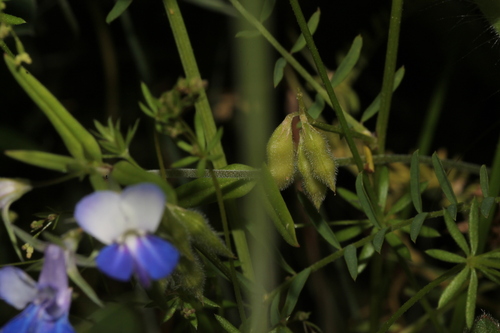 Collinsia grandiflora, photograph 6