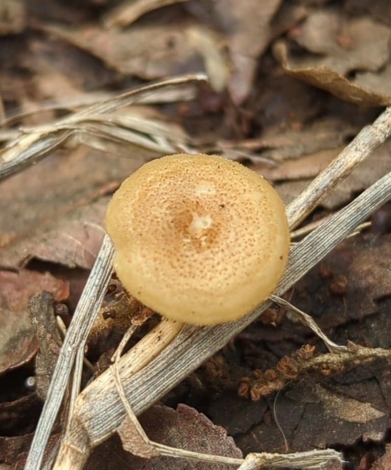 Spring Polypore · May 2026 · photo: Photo: (c) Megan Kossa, some rights reserved (CC BY) · iNaturalist