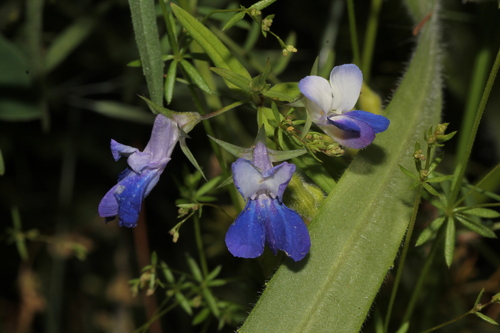 Collinsia grandiflora, photograph 5