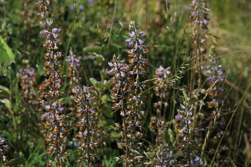 Lupinus oreganus, photograph 1