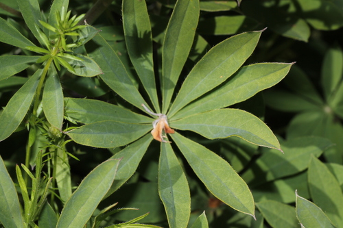 Lupinus oreganus, photograph 2