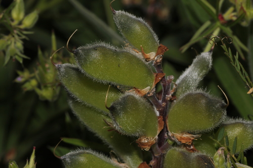 Lupinus oreganus, photograph 3