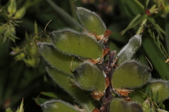 (c) Conquest, some rights reserved (CC BY) Lupinus oreganus, photograph (c) Conquest, some rights reserved (CC BY)