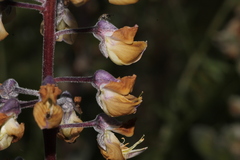 Lupinus oreganus