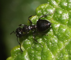 Crematogaster liengmei