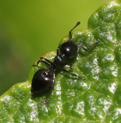 Crematogaster liengmei
