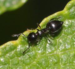 Crematogaster liengmei