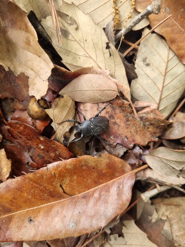 Adam's Stag-horned Beetle