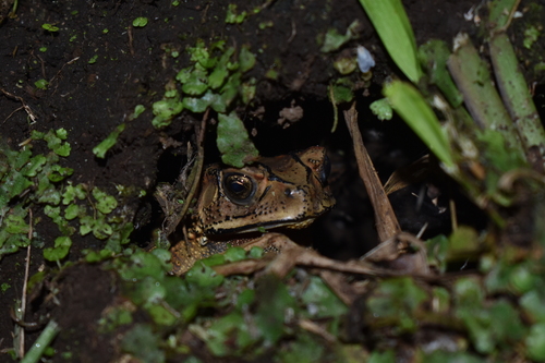 Asian Common Toad