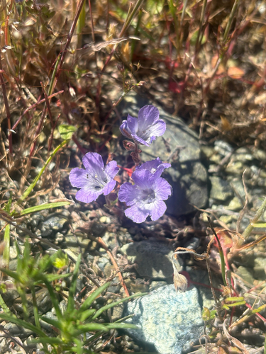 Phacelia divaricata observed 2026-04-29
