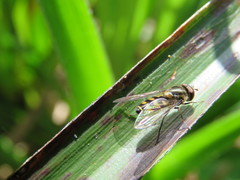 Parasyrphus punctulatus