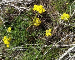 Lomatium cous