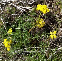 Lomatium cous