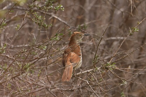 Brown Thrasher