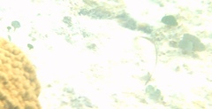 Udotea
