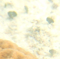 Udotea