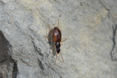 Oxypselaphus obscurus