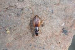 Oxypselaphus obscurus