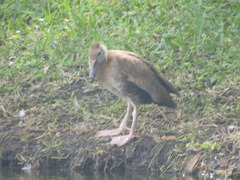 Dendrocygna autumnalis