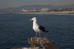 Larus occidentalis