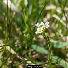 Arabis hirsuta
