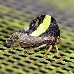 Smilia fasciata