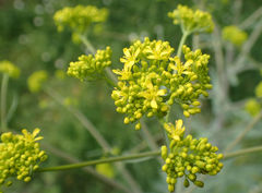 Isatis tinctoria