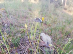 Pseudophilotes vicrama