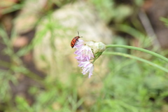 Pelonides quadrinotata