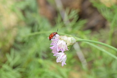 Pelonides quadrinotata