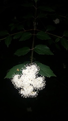 Viburnum scabrellum