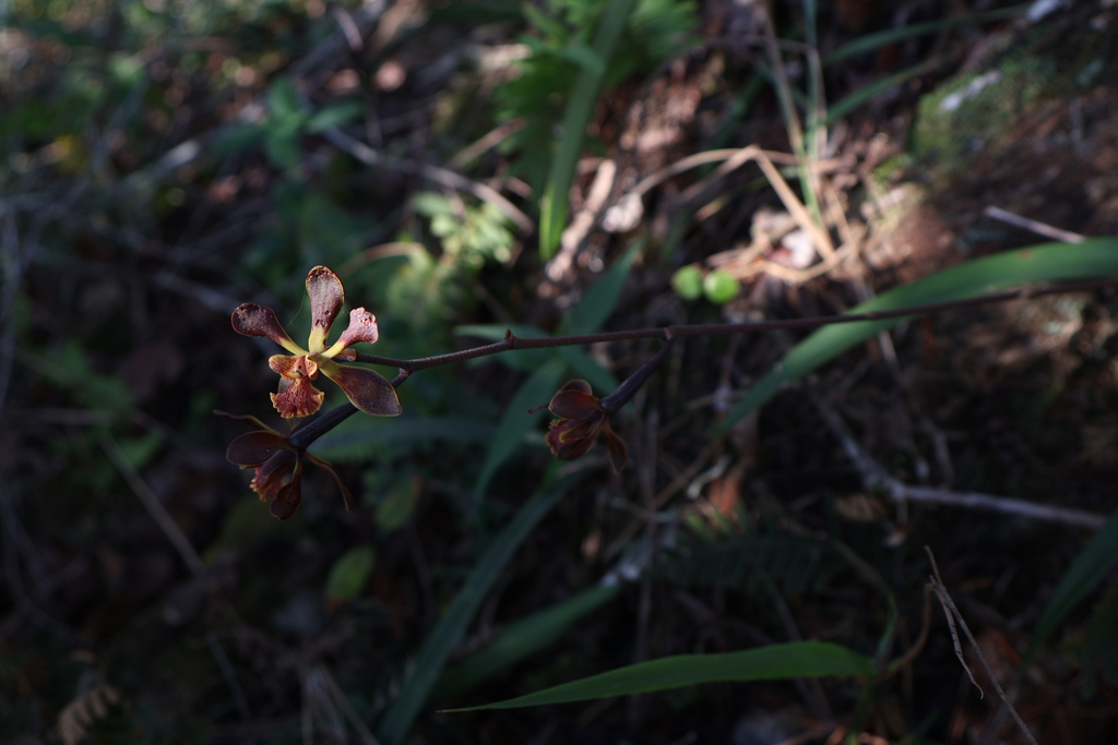 Encyclia parviflora (Regel) Withner 2