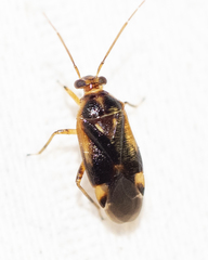 Tropidosteptes