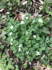 Isopyrum thalictroides