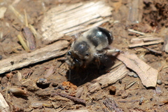 Anthophora edwardsii