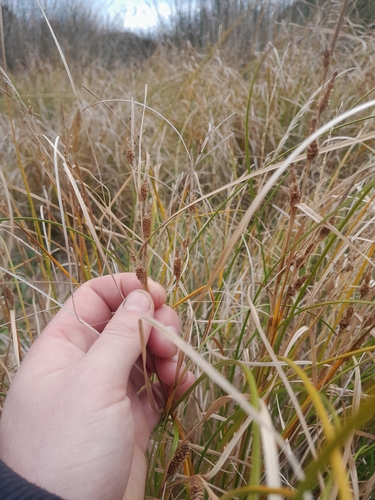 Carex dipsacea (Carex dipsacea)