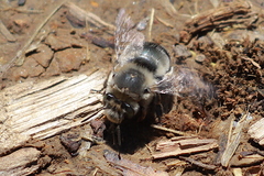 Anthophora edwardsii
