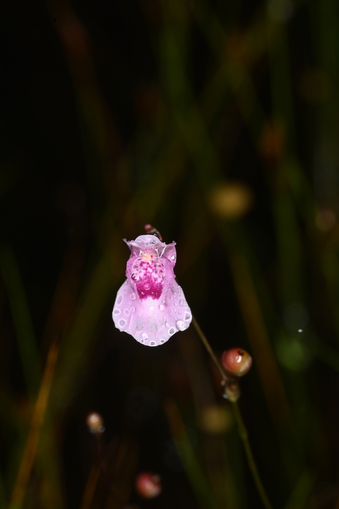 Utricularia physoceras P.Taylor