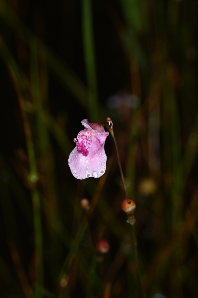 Utricularia physoceras P.Taylor 2