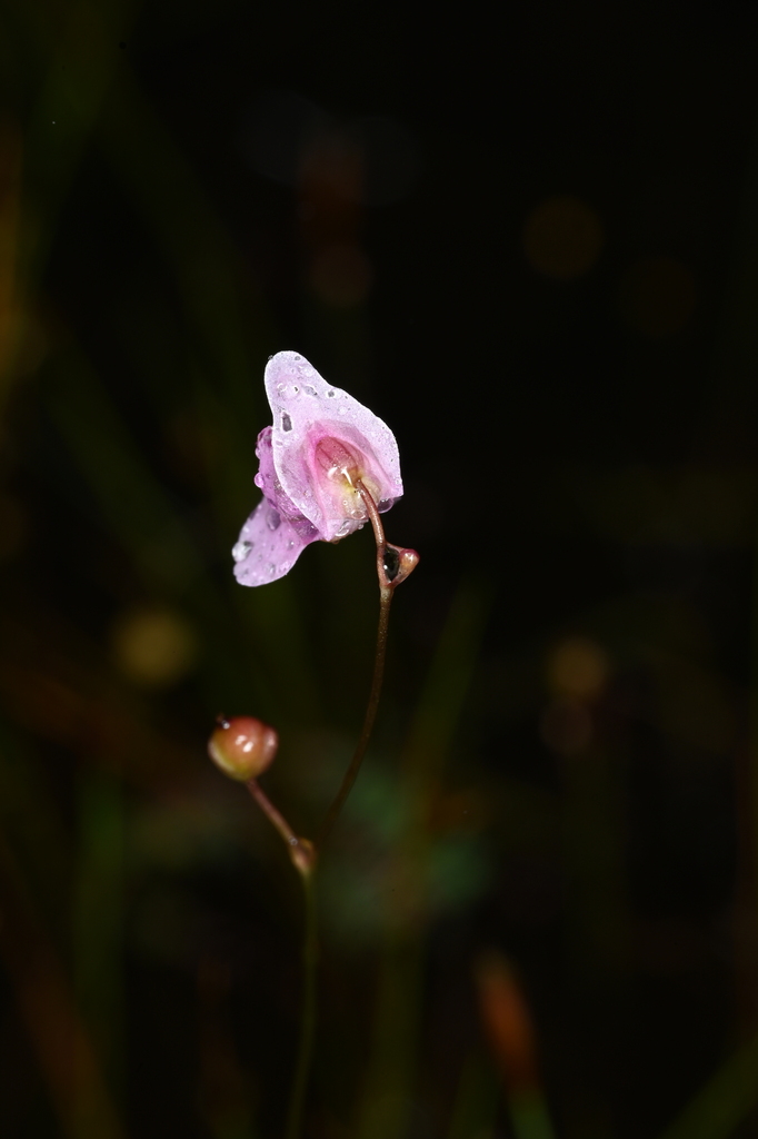 Utricularia physoceras P.Taylor 3