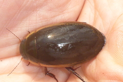 Dytiscus hybridus