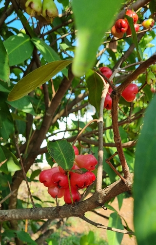 Syzygium aqueum observed 2026-05-24