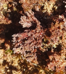 Ellisolandia elongata