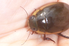 Dytiscus hybridus