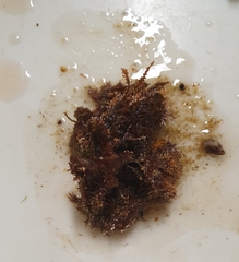 Ellisolandia elongata