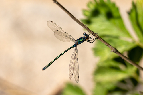 iNaturalist observation photo of Emerald Spreadwing
