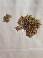 Ellisolandia elongata