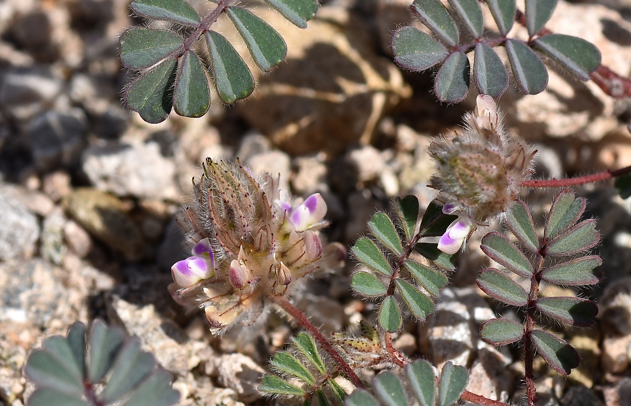 Dalea mollis