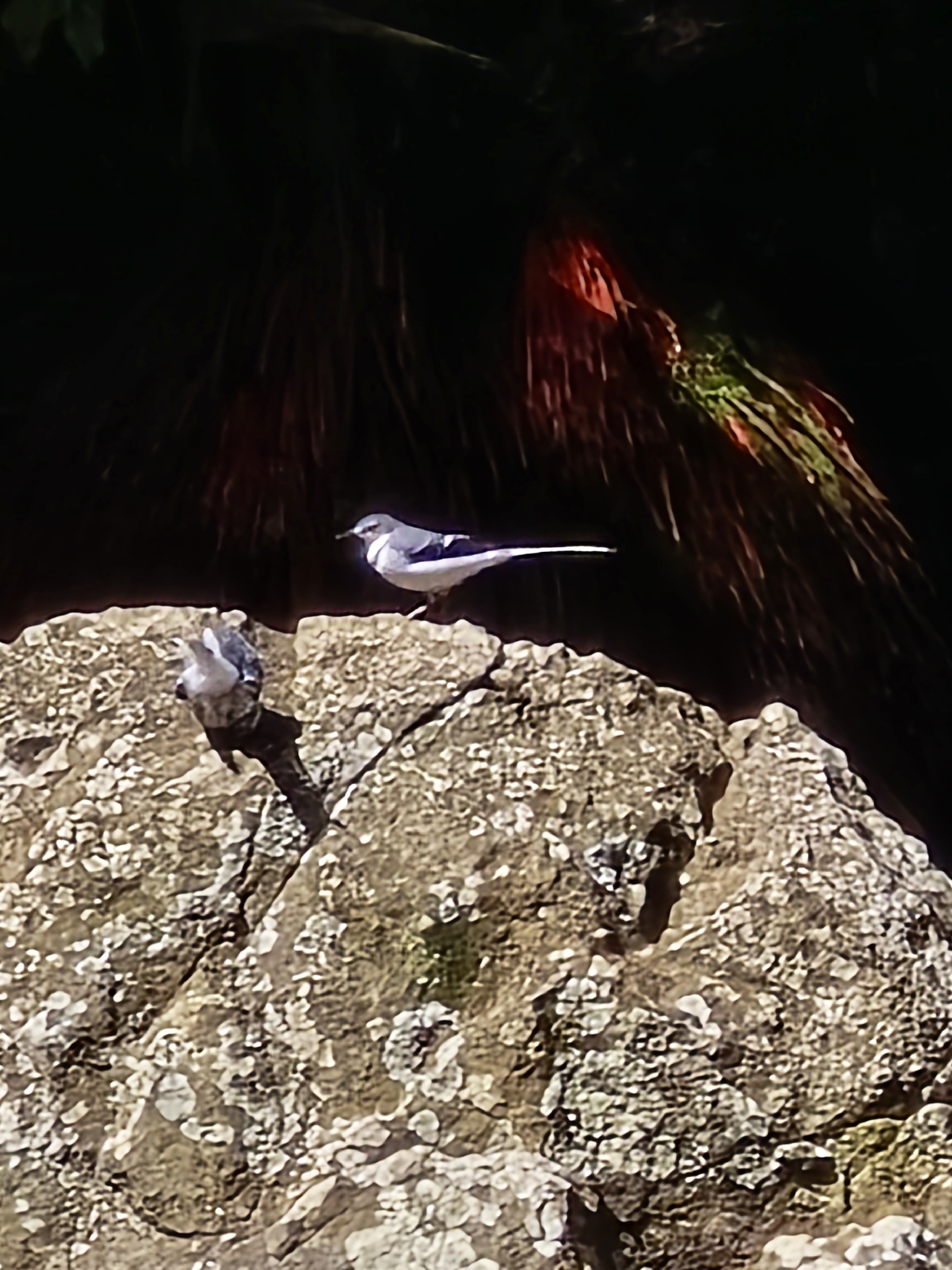 Mountain Wagtail (Motacilla clara), photo 3
