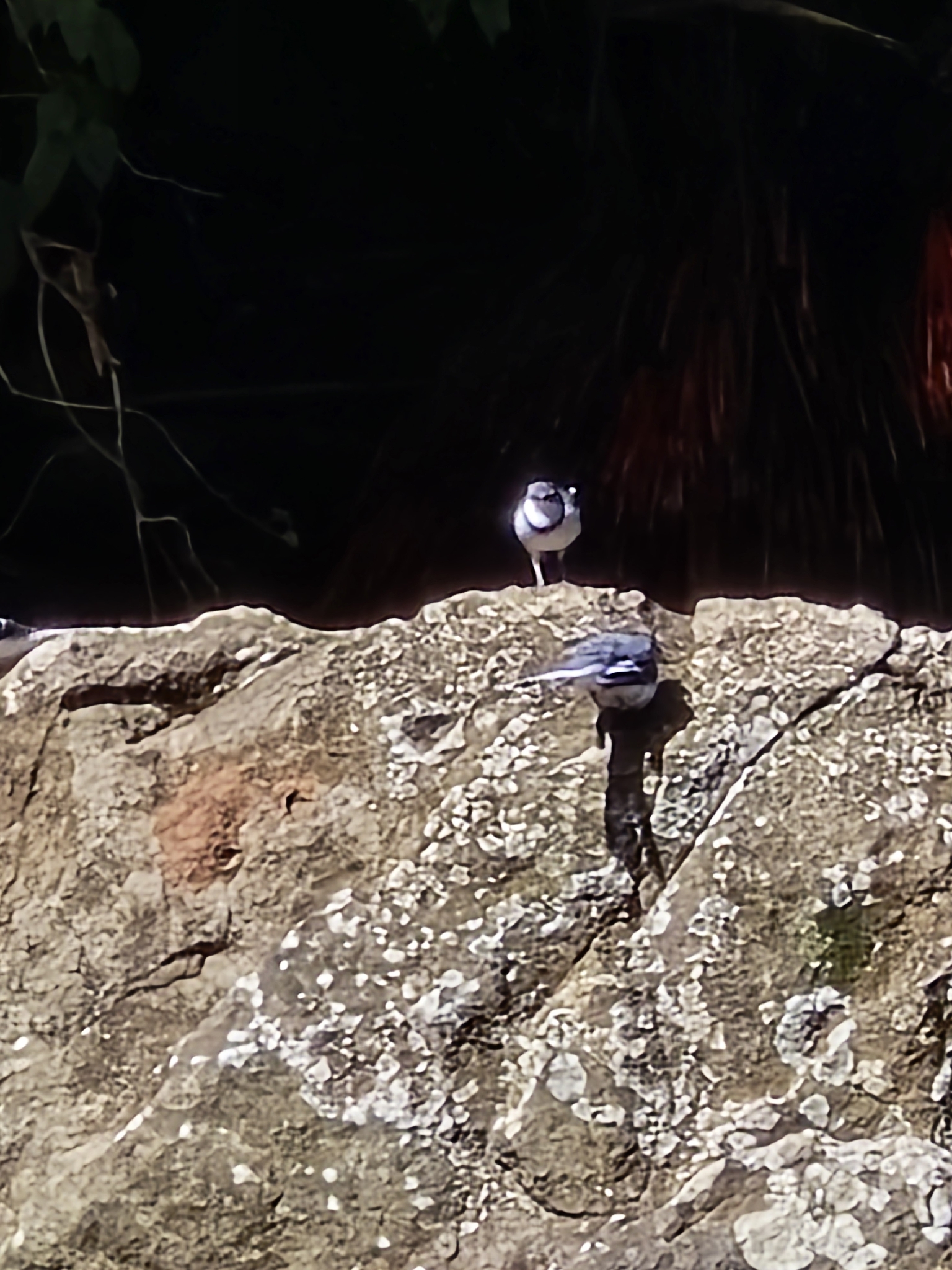 Mountain Wagtail (Motacilla clara), photo 4